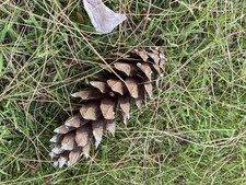 10 Premium Fresh Quality Large Tree Cones, perfect for Christmas garlands. 