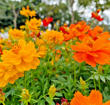 Cosmos Klondyke - 100x Seeds ? Stunning Orange And Yellow Flowers
