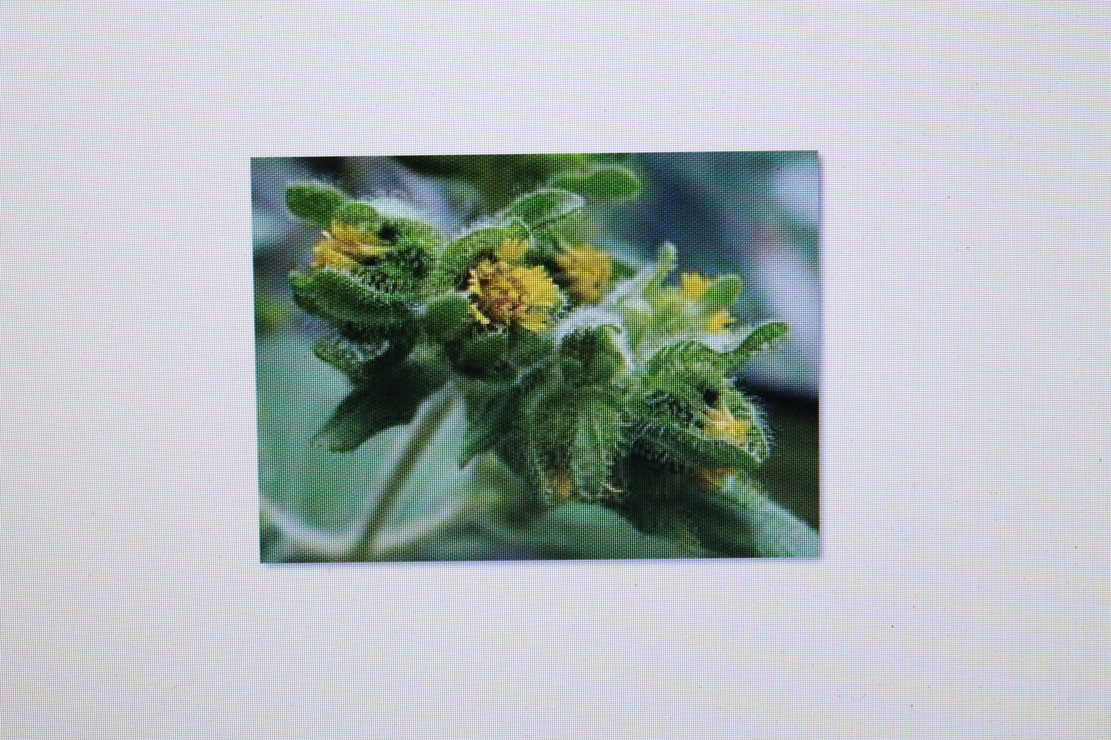 5 Seeds Xi Xian Cao , Siegesbeckia Pubescens, Rare, Medicinal Plant