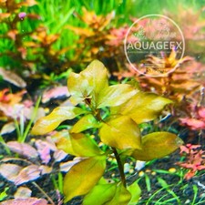 LUDWIGIA REPENS BROAD LEAF - LIVE FRESHWATER AQUARIUM AQUATIC PLANTS EASY PLANT