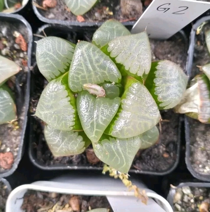 Haworthia bayeri  # 2,  mature plant very well rooted Succulent - Image 2 of 2