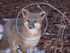 6  SNARES 60" OF 7X7 3/32 CABLE,CAMLOCK (SNARES,TRAPS,TRAPPING) LOADED NEW SALE