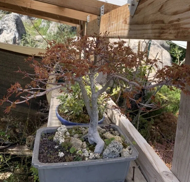split trunk japanese maple bonsai twin trunk eBay