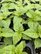 YELLOW JAMAICA SCOTCH BONNETS CHILI LOT OF 3 Super Hot Pepper LIVE PLANTS