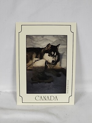 Vintage Canada Post Card ''Man's Best Friend'' Eskimo Husky 1983