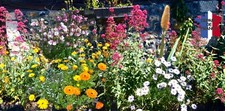 2 GRAMMES GRAINES DE FLEURS BIO MIX (ANCOLIE, CALENDULA, VERVEINE, TRITOME ...)