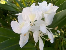 Butterfly Ginger White Fragrant Hedychium Coronarium 1organic Live Rhizome start