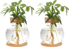 2 Pack Glass Plant Propagation Station Hydroponic Vase Wooden Stand Desktop Deco