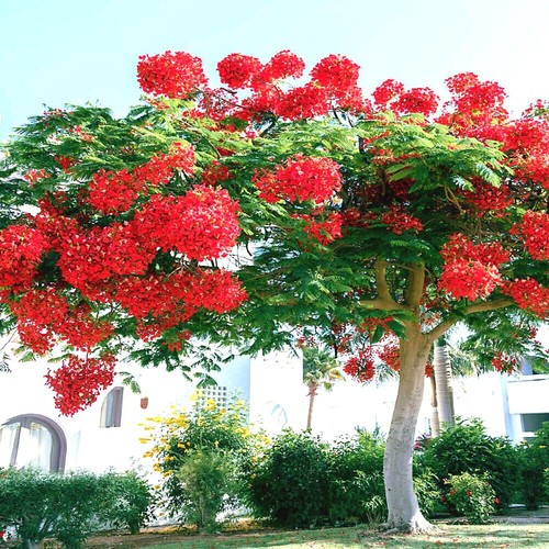 ROYAL POINCIANA RED FLAME TREE SEEDS Delonix Regia Tropical Flamboyant Flower - Picture 6 of 13