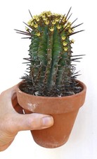 Euphorbia horrida OLD SPECIMEN private collection CL12 NO OBESA CRESTED