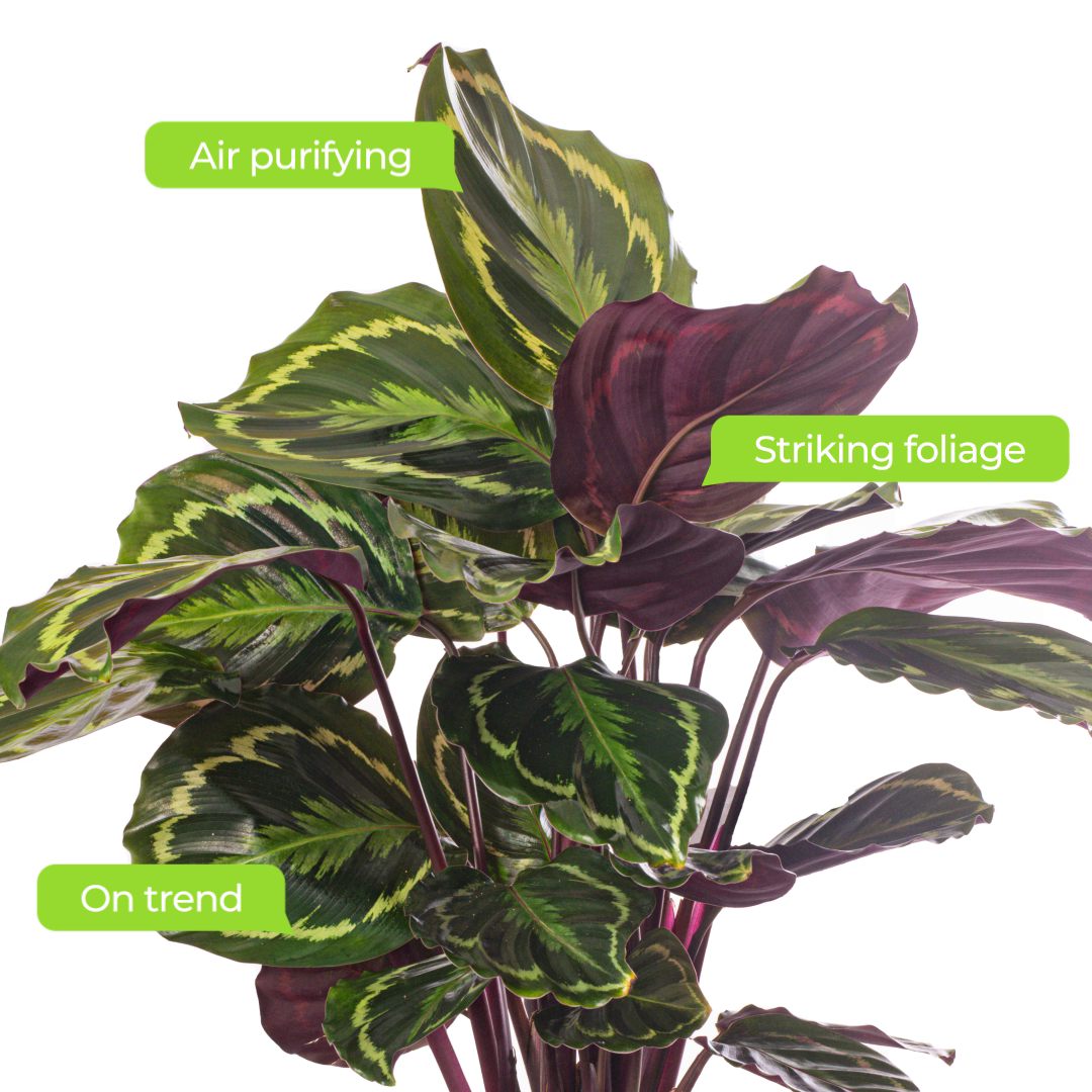 Calathea Medalion Large Indoor House Plant Real Evergreen Tall Big Rare