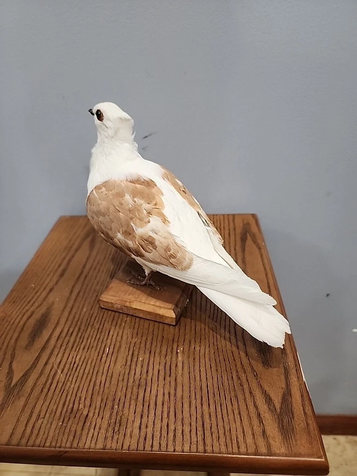 BJ140 Cautivo Búho Alemán Criado Paloma Pájaro Montaje Taxidermia Foto 4 de 4