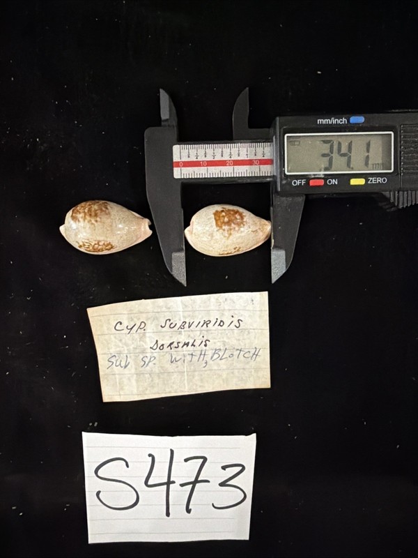 Cypraea Subviridis Dorsalis Shells Lot Of 2 Australia 1979 (S473)