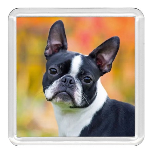 Boston Terrier Head Study Dog Acrylic Coaster Novelty Drink Cup Mat Great Gift - 第 1/1 張圖片