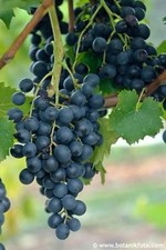 Bare Root Grape Vines - Mix and Match: Zilga and Romeo