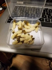 Mop Fly Beige with dubbed Collar size 12 Scud Hook, Trout & Bass and Bluegill