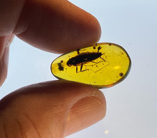 A101 BU7051 Large Beautiful Cockroach in authentic Burmese amber Burmite ~99 mya