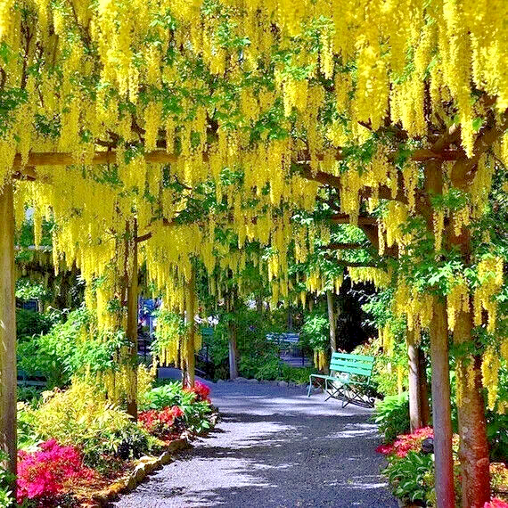 GOLDEN CHAIN TREE SEEDS (Laburnum anagyroides) 