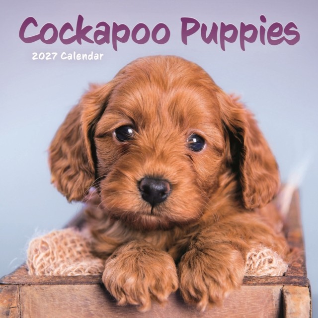 Cockapoo Puppies Mini Calendar 2027 - Image 3