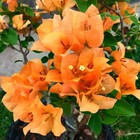 Foto 10 di 11