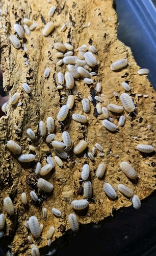Yeti Isopods – Rare Live Isopods – Bioactive Clean-Up Crew