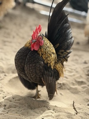 6+ Traditional/malaysian Serama Hatching Eggs, A/B class! Show Quality Parents!