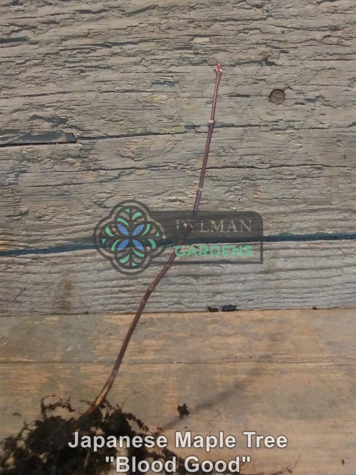 Dormant Japanese Maple Tree Seedling - Acer palmatum 'Bloodgood' - 2 to 4 inches - Image 2 of 4