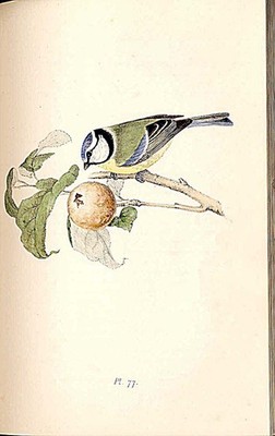 Blue Titmouse Meyer Bird Antique Print c1840s Hand Coloured Engraving