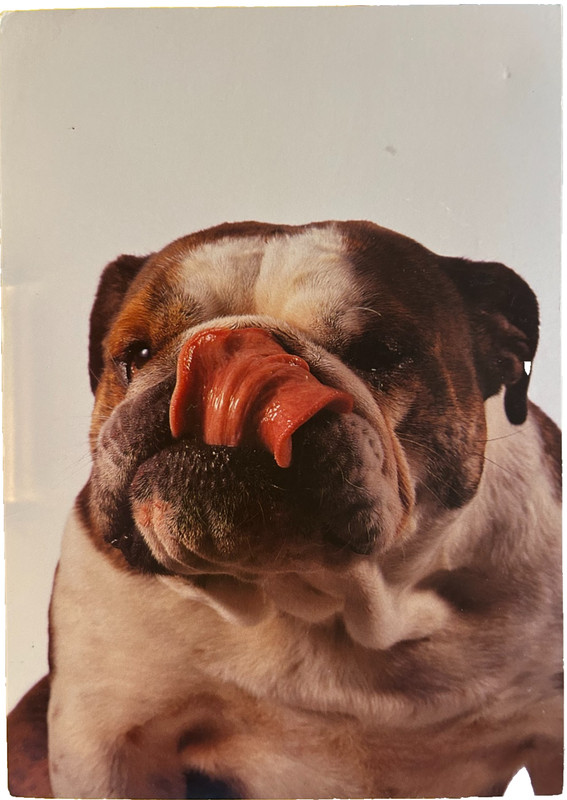 Postcard: Well-fed, satisfied English Bulldog, photo by W.Schels, 1992, ex cond