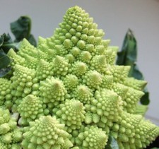 Cauliflower Romanesque (400 seeds) Broccoli * Broccoli * seeds