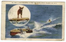 Postcard Dog Rex Star Performer Steel Pier Water Circus Atlantic City New Jersey