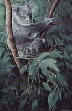 Ron Parker Eucalyptus Climber - Koala