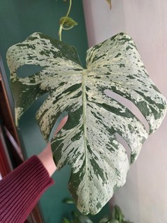 Monstera Bulbasaur Highly Variegated Rare Non Rooted Plant