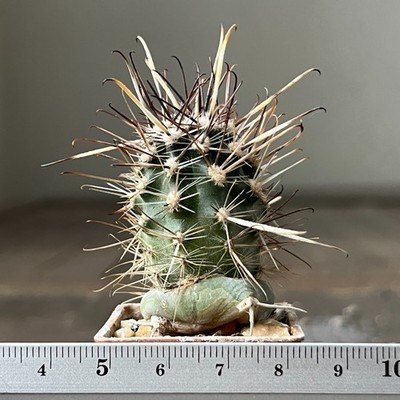 A26-1621 Austrocactus bertinii, JN 13, Las Balderas, grafted