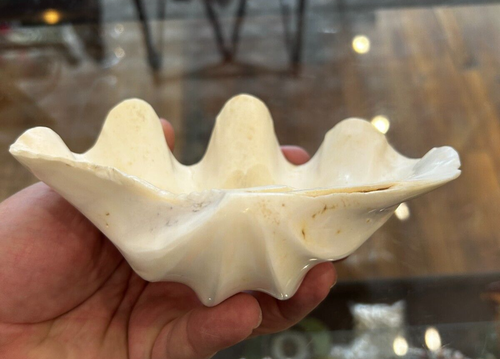 Natürliche riesige Muschelschale Tridacna Plattenepithel Probe geriffelt 5" x 4,5" poliert - Bild 2 von 4