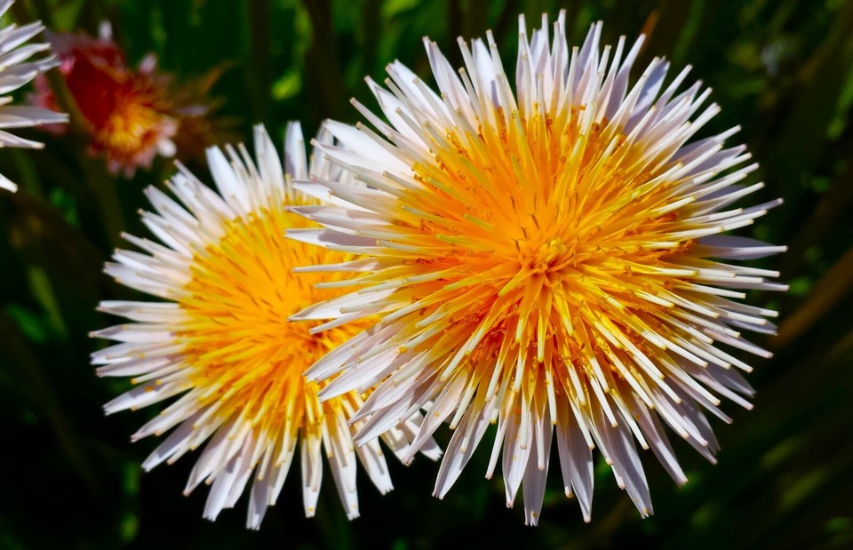 Bellfarm® Pink Dandelion Seeds, Taraxacum Pseudoroseum – MUCIAKIE