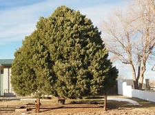 Colorado Pinyon Pine, Pinus cembroides Edulis, Tree Seeds