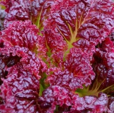 RED SALAD BOWL LETTUCE SEEDS 1000+ COOL WEATHER vegetable GARDEN FREE SHIPPING