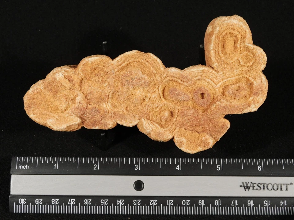 ¡Más grande! Fósil ESTROMATOLITO de 600 millones de años 100% natural Marruecos 579gr Foto 3 de 4