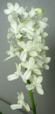 Rhynchostylis coelestis alba x Seidenfadenia mitrata alba, Fragrant Orchid, RARE