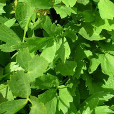 Graines de céleri perpétuel,céleri biologique,produits de mon jardin,plante Bio