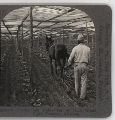 the main crop cultivated in the southern colonies was tobacco The Southern Colonies | History & Overview - Lesson