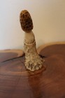 Custom Carved Morel Mushroom from a Whitetail Deer Antler Main Beam — photo 4