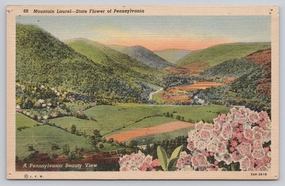 Vintage Linen Postcard Pennsylvania Mountain Laurel State Flower Scenic View