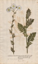 mums Chrysanthemen flowers Naturselbstdruck nature printing Kniphof 1757