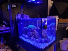 FLUVAL EVO 13.5 GALLON SALTWATER AQUARIUM