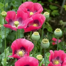 1,500 P. Somniferum Giant Poppy Seeds – Huge Pink to Purple Blooms – Heirloom