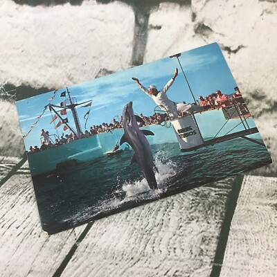 Vintage Postcard Feeding Time Marine Studios Florida Collectible Travel Dolphins