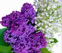 Lilacs & Lilies Perfume 2 Oz Bodyexotics Top-seller Lilacs & Lily Of The Valley Lilacs & Lilies Perfume 2 Oz Bodyexotics Top-seller Lilacs & Lily Of The Valley