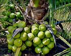Organic Coconut Dwarf 4 sprouted seed